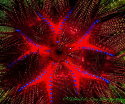 Urchin Patterns by Gabriel De Leon Jr 